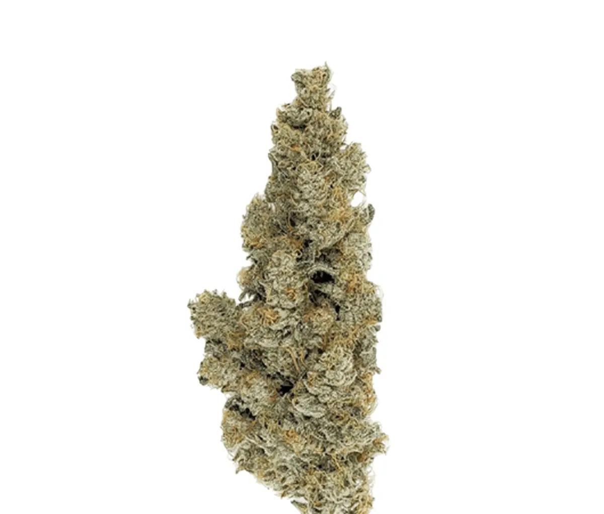 420 Evolution 25/1 CA ICC - Icecream Cake Kush Mint 420 Evolution 25/1 CA ICC - Icecream Cake Kush Mint